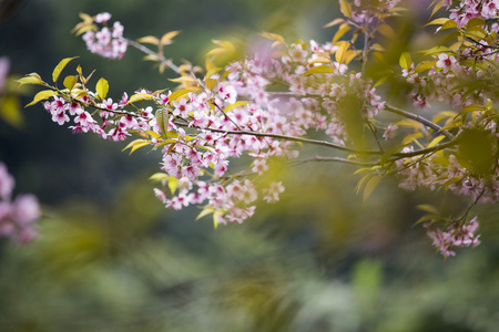 樱花的粉红色的花与模糊背景