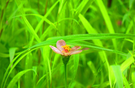 百日草花