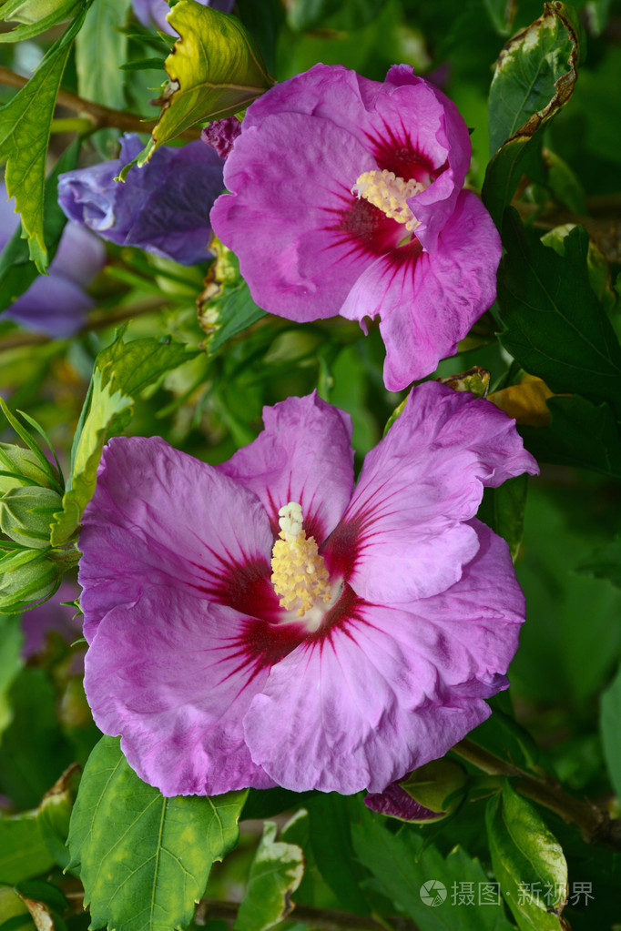 紫色的芙蓉花