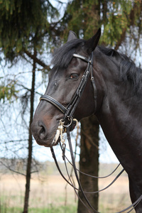黑色运动马缰绳的肖像