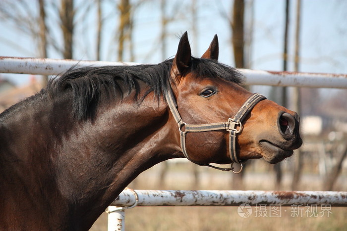 湾的美丽骏马嘶鸣和口语