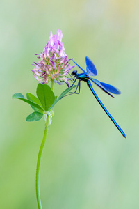 带状蓑羽calopteryx 芨