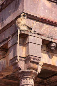 灰色 langur semnopithecus dussumieri 坐在 ranthambore fo