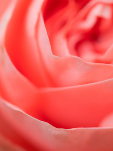 抽象宏拍摄的美丽的粉红色玫瑰花。花卉黑色