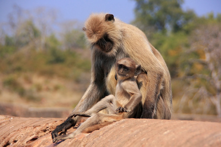 灰叶 semnopithecus dussumieri 抱着一个婴儿坐在 ra