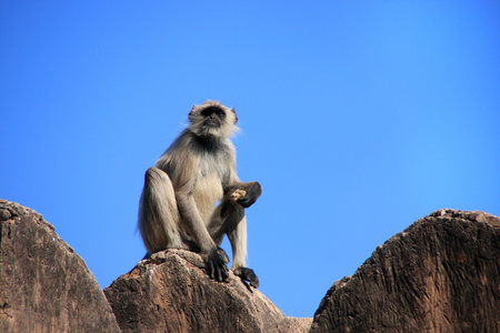 灰色 langur semnopithecus dussumieri 坐在 ranthambore fo