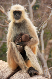 灰叶 semnopithecus dussumieri 抱着一个婴儿坐在 ra