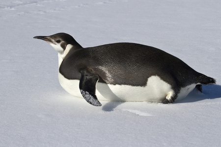 年轻的皇帝企鹅爬上他的肚子在雪中