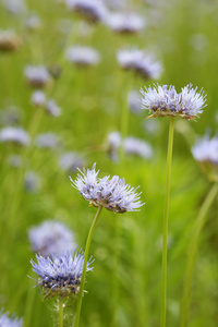 草地上的蓝色小花