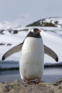 巴布亚企鹅在站立在其展开翅膀