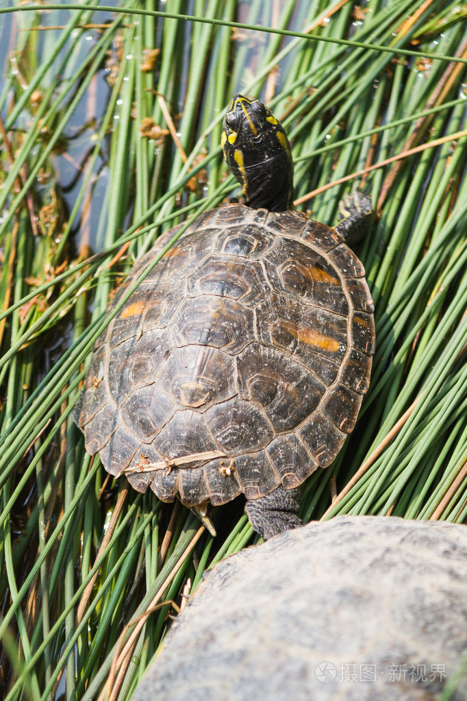 湖上的乌龟