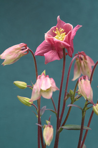 aquilegia 花