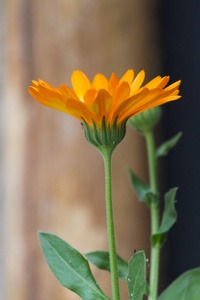 在花园里的花