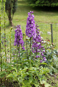 紫色的飞燕草花园里的花