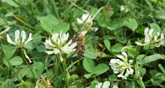 蜜蜂和三叶草