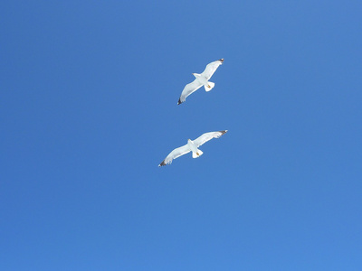 海鸥飞过沧海变成蓝色夏日的天空