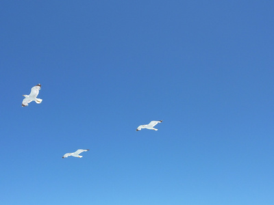 海鸥飞过沧海变成蓝色夏日的天空