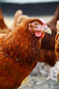 在传统的自由范围家禽农场的鸡只