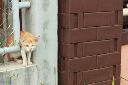 猫被卡在墙上的壁橱里