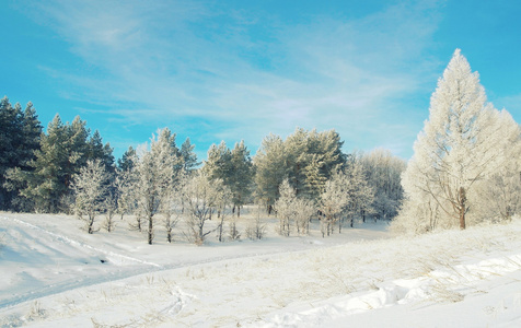 美丽的冬天风景与树