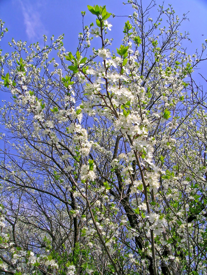 樱桃树开花