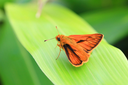 日本 dart 蝴蝶 ochlodes venatus 在日本