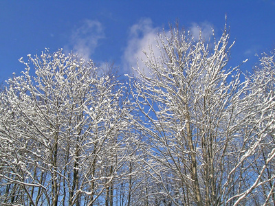 树木覆盖着雪