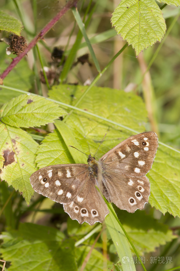 有斑点的木蝴蝶