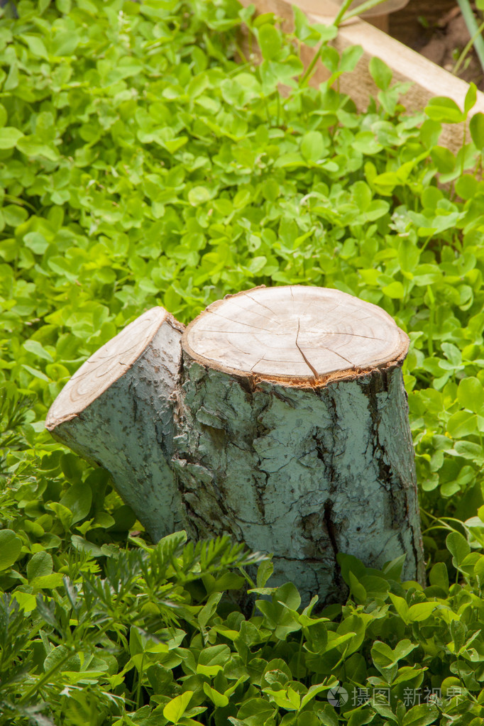 在草地上的树桩