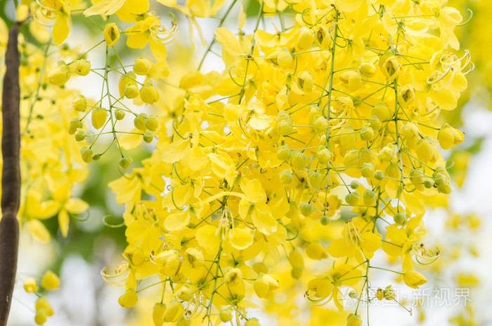 淋浴或决明子瘘金花