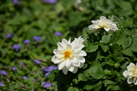 花不