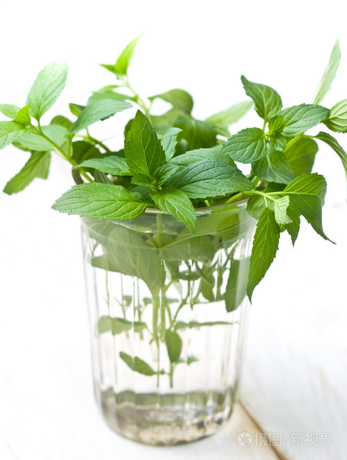 新鲜的薄荷