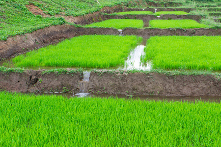 水稻幼苗在泰国