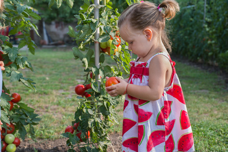 小女孩拿起西红柿