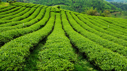 新鲜茶叶种植园erstv ajov plante