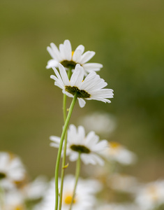 洋甘菊