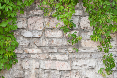 石墙与绿色常春藤背景