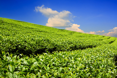 茶园与云计算和蓝色的天空