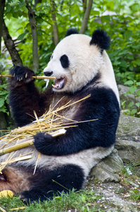 熊猫吃竹子图片