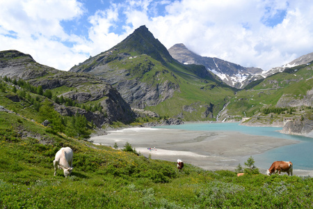 山，冰川和牧场的奥地利阿尔卑斯山