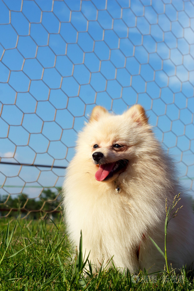 白狗只博美犬跑了绿草