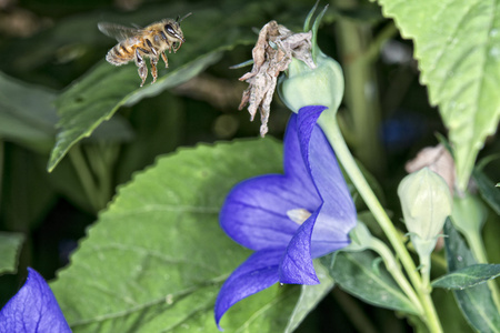 蜜蜂从花飞向你