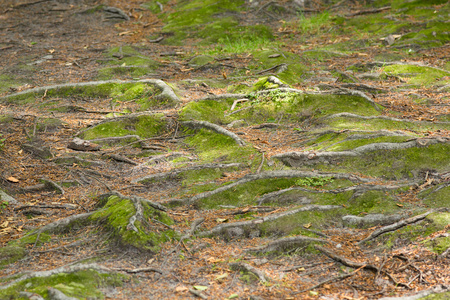 苔藓和树根