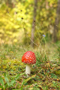 在一片林中空地上飞木耳 毒蝇伞