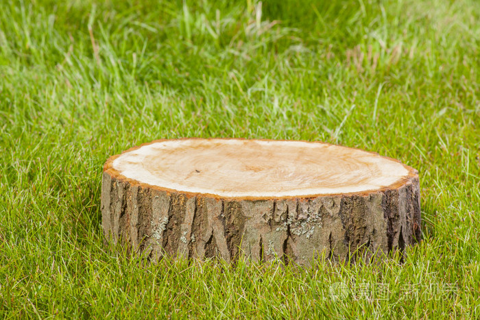 在草地上的树桩