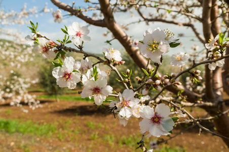 美丽杏仁树在春天的花朵