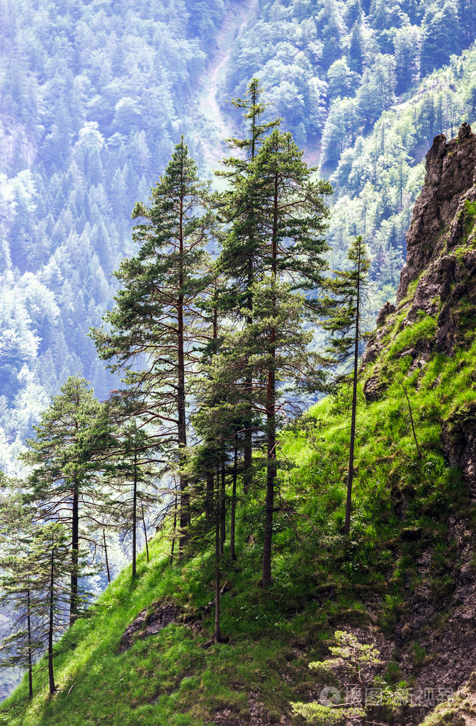 在高山的后方松树
