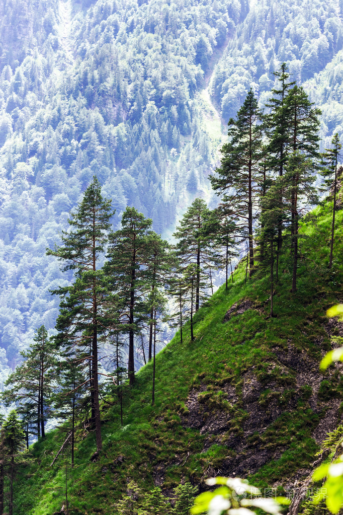 在高山的后方松树