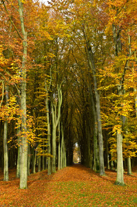 秋季森林路径