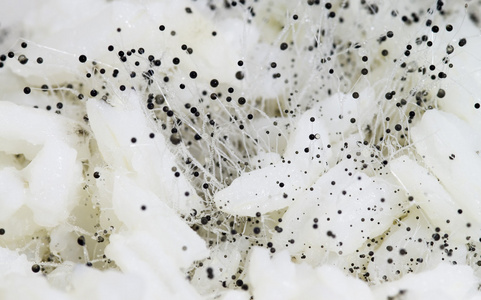 根霉黑面包上的霉菌-详细信息照片